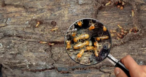 What Do Baby Termites Look Like?