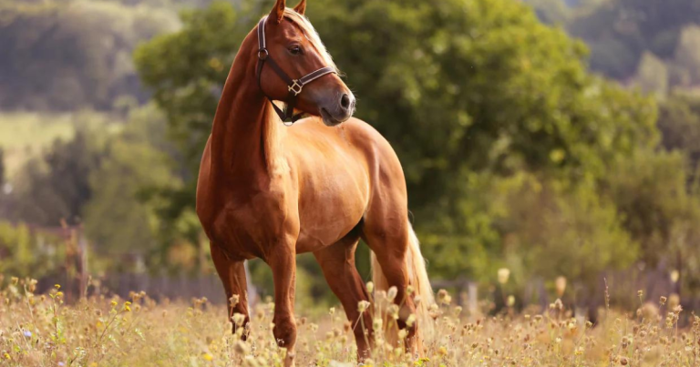 What Is A Female Horse Called? An Informative Guide