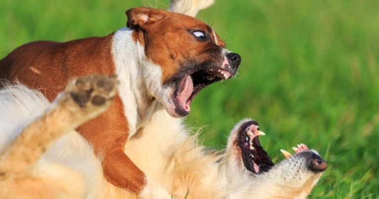 My Dog Was Attacked By Another Dog: What Are My Rights?